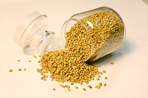 CORIANDER SEEDS