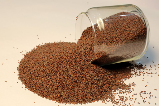 MUSTARD SEEDS